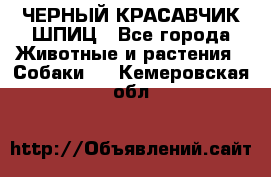 ЧЕРНЫЙ КРАСАВЧИК ШПИЦ - Все города Животные и растения » Собаки   . Кемеровская обл.